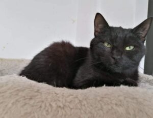 Blacky (GEADOPTEERD)