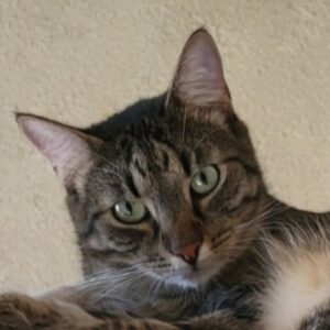 Bastian