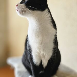 Sylvie