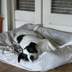 Macy (in opvang in Nederland)