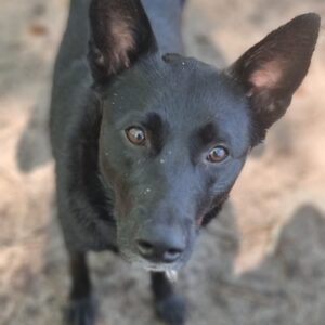 Lumi