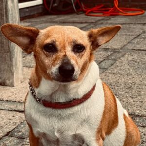 Foxy ( in Nederland in Opvang )