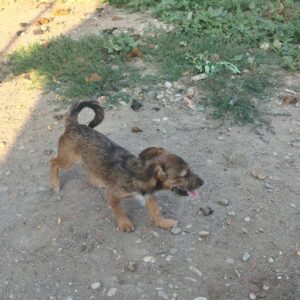 Balou