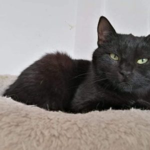 Blacky