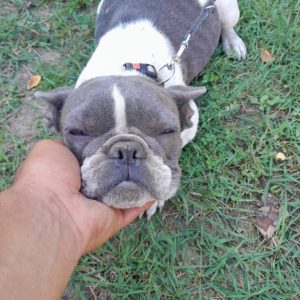 Frenchie