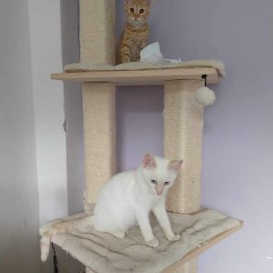 Kenai en Auri