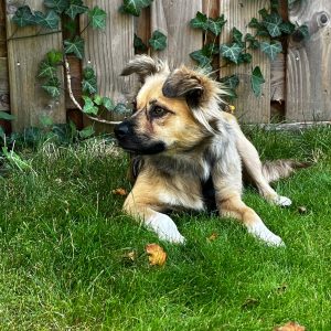 Nala