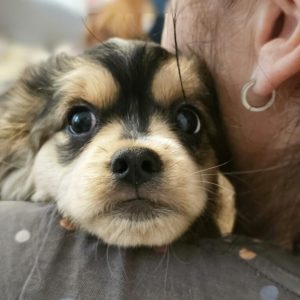 Fudge
