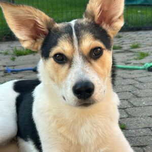 Noxx (in opvang in Nederland)