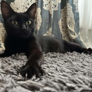 Nera
