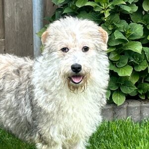 Aria (in opvang in Nederland)