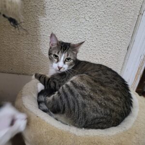Callie