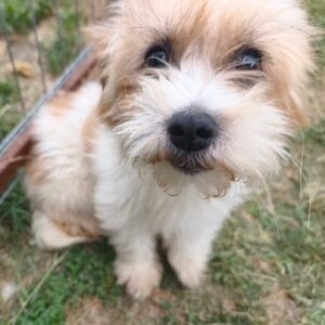 Zoë